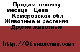 Продам телочку 2 месяца › Цена ­ 13 000 - Кемеровская обл. Животные и растения » Другие животные   